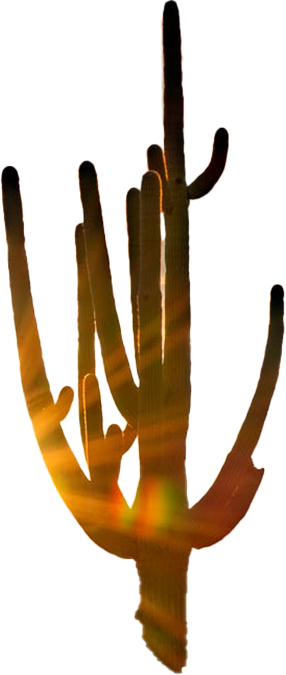 cactus 1